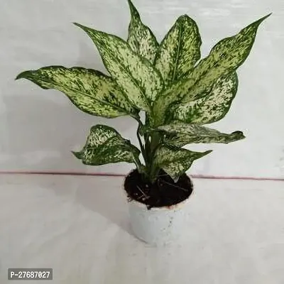 Zomoloco Snow White Aglaonema Chinese Evergree