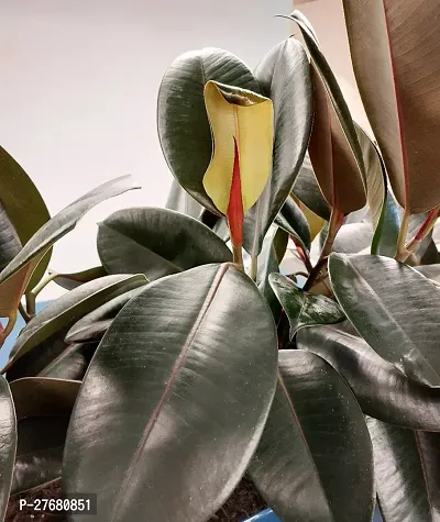 Zomoloco Live Rubber Plant For Indoor Home Decorat