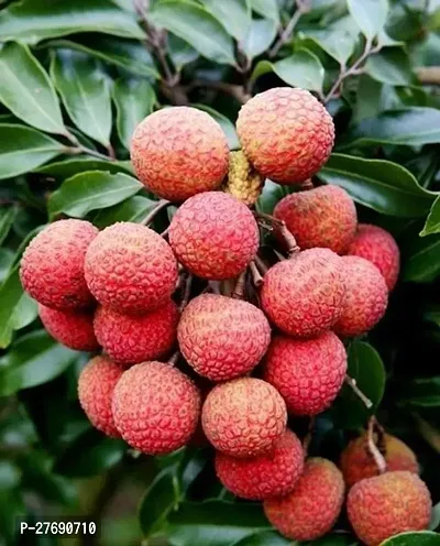 Zomoloco Litchi Plant Live Plant Cf30121 Litchi-thumb0