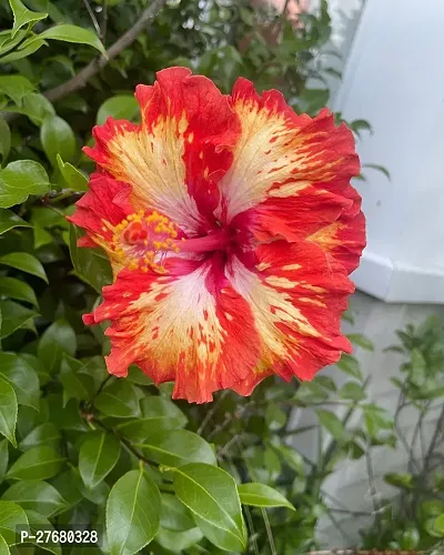 Zomoloco Hibiscus Hybrid Live Flower Plant Disha-thumb0