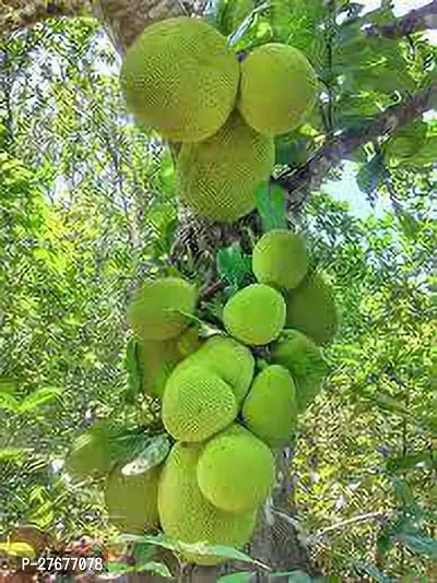 Zomoloco Jackfrut Plant2 Jack Fruit Plant-thumb0