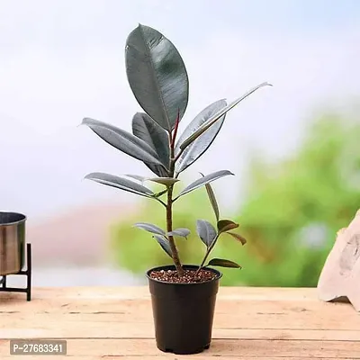 Zomoloco Rubber Tree Rubber Plant Ficus Elastica-thumb0