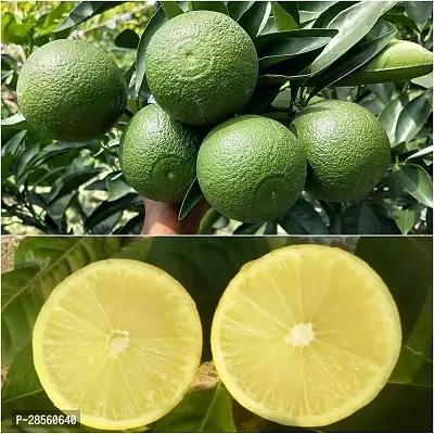 Zomoloco Lemon Plant bare 1 malta lemon tree-thumb0