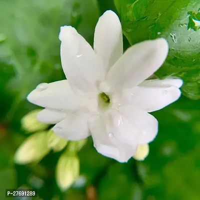 Zomoloco Arabian Jasmine Double Petal Live Flower-thumb0