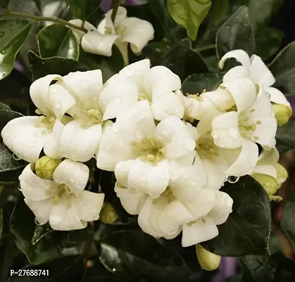 Zomoloco Kamini Flower Murraya Paniculata Plant C-thumb0