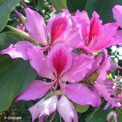 Zomoloco Kanchan Bauhinia Acuminata White Pink F-thumb0