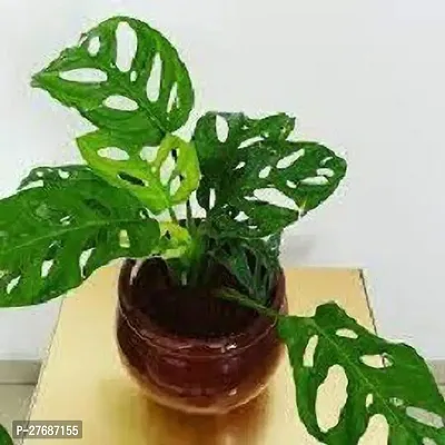 Zomoloco Broken Heart Indoor Plant With Air Purify-thumb0