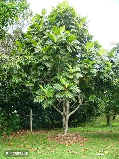 Zomoloco Live Breadfruit Plant Rare Dwarf Exotic A-thumb0