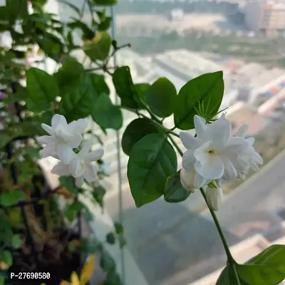 Zomoloco Arabian Jasmine Double Petal Live Flower-thumb0