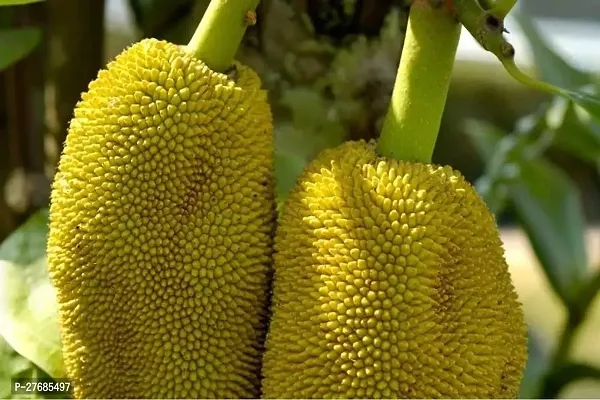 Zomoloco Janagere Yellow Jackfruit Jack Fruit Plan-thumb0