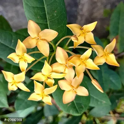 Zomoloco Trothic Ixora Chethi Yellow Plant Live Fl