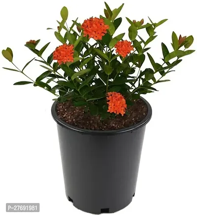 Zomoloco Trothic Ixora Chethi Red Plant Live Flowe-thumb0