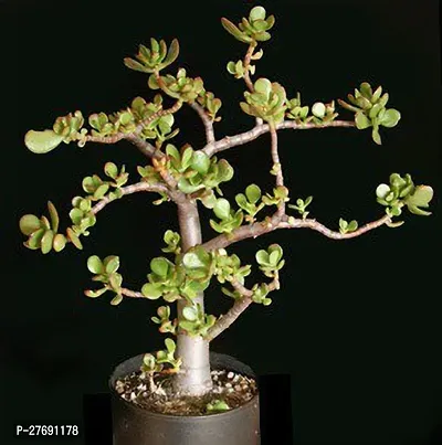 Zomoloco Jade Live Plant Good Luck Plant Cf1131-thumb0