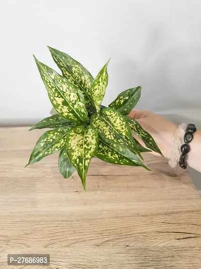 Zomoloco Snow White Aglaonema Chinese Evergree