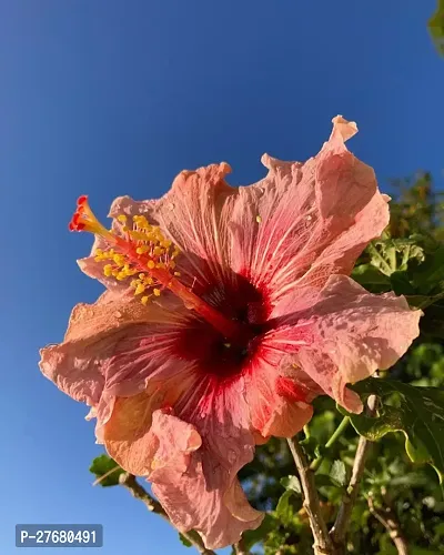 Zomoloco Hibiscus Hybrid Live Flower Plant Disha-thumb0