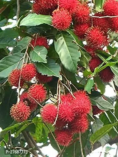 Zomoloco Rare Red Rambutan Hybrid Exotic Fruit See