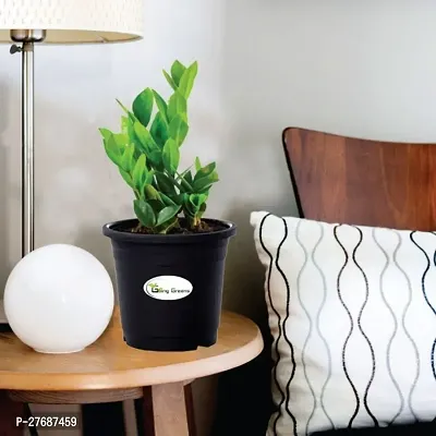 Zomoloco Live Air Purifying Indoor Zz Zamioculcas