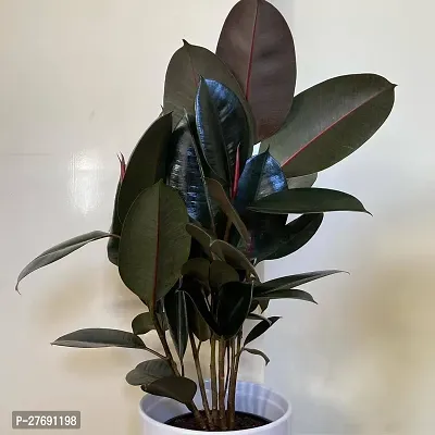 Zomoloco Live Rubber Plant For Indoor Home Decorat