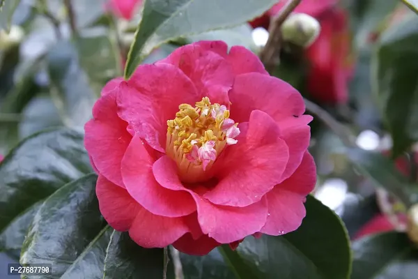 Zomoloco Pink Camellia Healthy Flower Plant For Ho