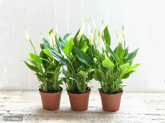 Zomoloco Peace Lily Or Spathiphyllum Live Plant Wh