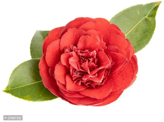 Zomoloco Red Camellia Healthy Flower Plant For Hom-thumb0