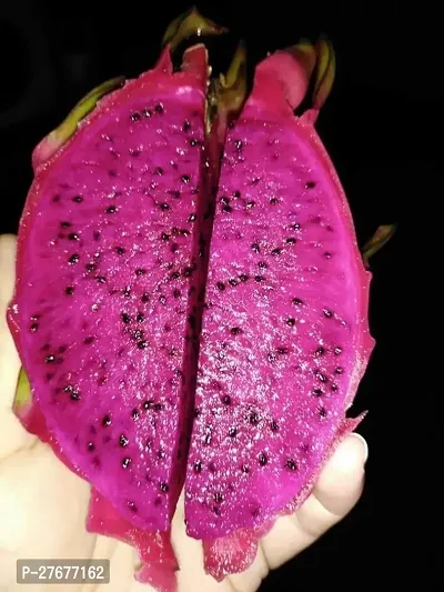 Zomoloco Live Dragon Fruit Plant Jumbo Pink Drago