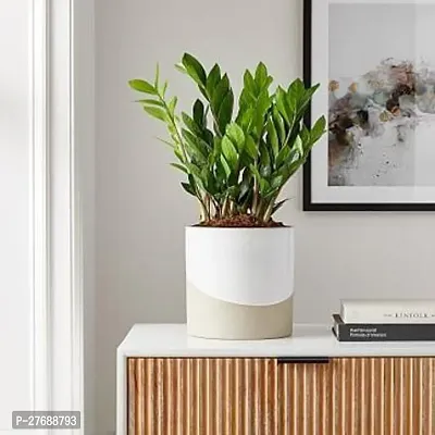 Zomoloco Live Air Purifying Indoor Zz Zamioculcas