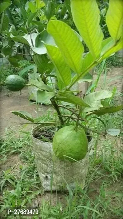 Zomoloco Hybrid Dwarf Variant Guava Live Plantcf-thumb0