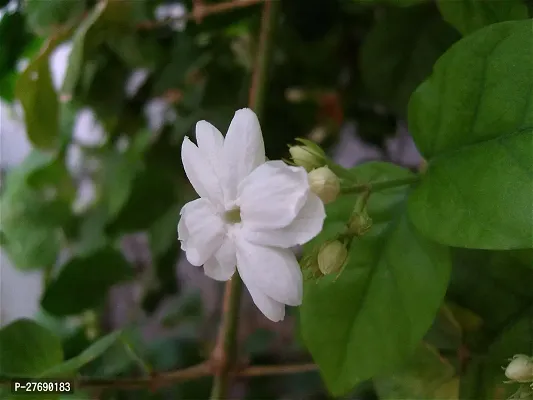 Zomoloco Arabian Jasmine Double Petal Live Flower-thumb0