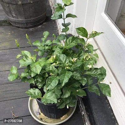 Zomoloco Arabian Jasmine Double Petal Live Flower-thumb0