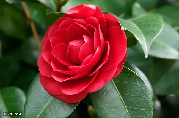 Zomoloco Red Camellia Healthy Flower Plant For Hom