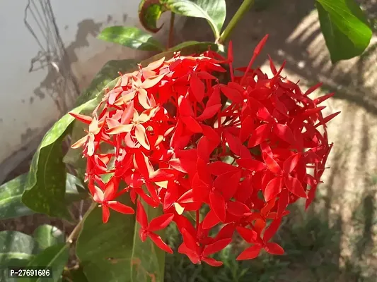 Zomoloco Trothic Ixora Chethi Red Plant Live Flowe