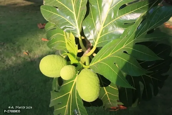 Zomoloco Live Breadfruit Plant Rare Dwarf Exotic A