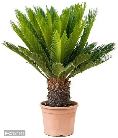 Zomoloco Cycas Plantcfa85 Cycus Revoluta Plant-thumb0