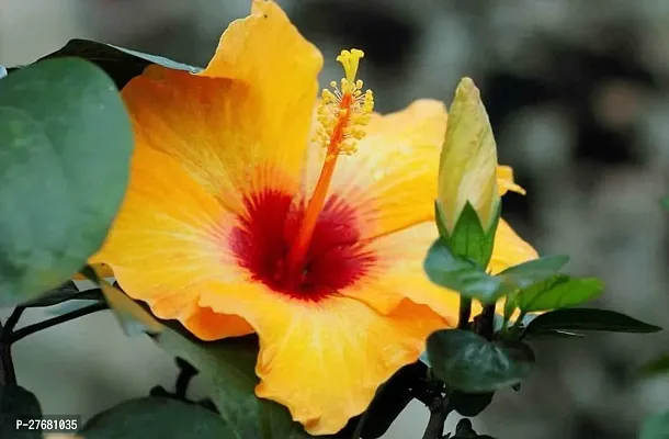 Zomoloco Hibiscus Joba Yellow In Colour Live Plan-thumb0