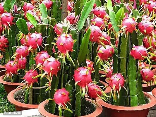 Zomoloco Dragon Tree BHAJANLAL GREENERY Dragon Fruit Plant Red Flesh Live Plant (6 to 12 height)-thumb2