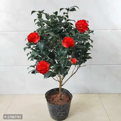 Zomoloco Red Camellia Healthy Flower Plant For Hom-thumb0