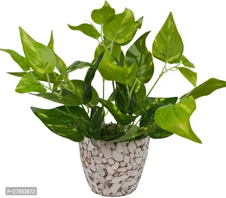 Zomoloco Money Plant M0016 Money Plant-thumb0