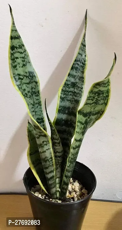 Zomoloco Snake Plant For Home Decorations Best For-thumb0