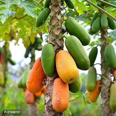 Zomoloco Papaya Papaya Plant