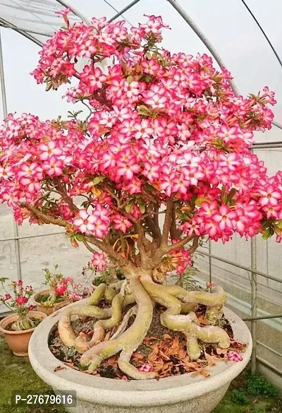 Zomoloco 32S01 Adenium Plant-thumb0