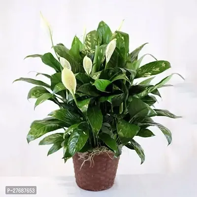 Zomoloco Peace Lily Or Spathiphyllum Live Plant Wh