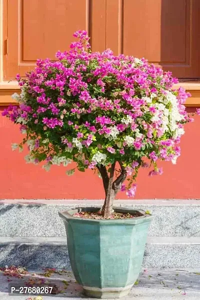 Zomoloco Bougainvillea Plant 35Yttg Bougainvillea-thumb0