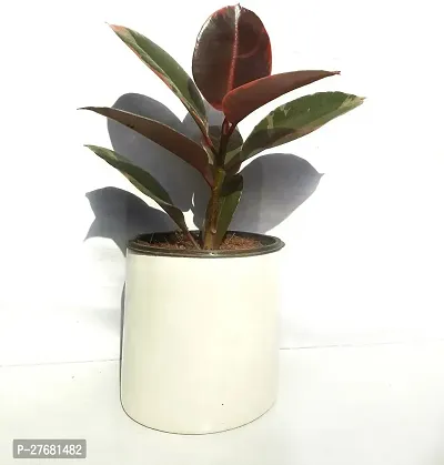 Zomoloco Live Rubber Plant For Indoor Home Decorat