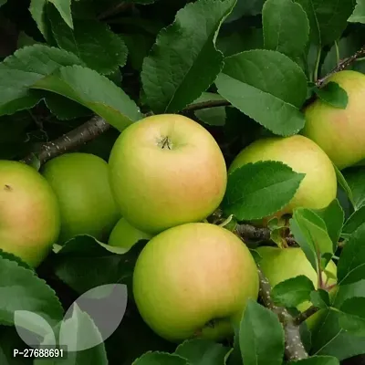 Zomoloco Apple Sunehari Hybrid Grafted Live Plant