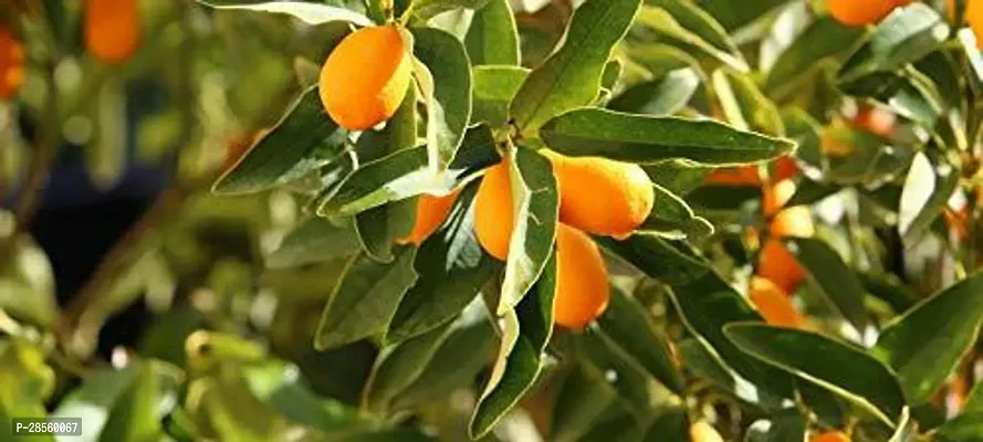 Zomoloco Orange Plant HNM183-thumb0