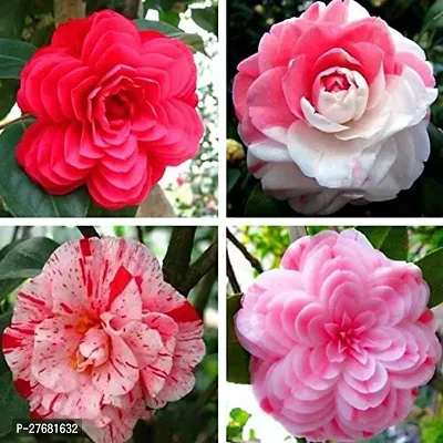 Zomoloco Camelia Plant Ck1 Rose Plant-thumb0