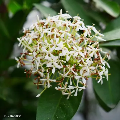 Zomoloco Trothic Ixora Chethi White Plant Live Flo-thumb0