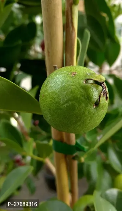 Zomoloco Air Layered Hybrid Banarasi Variant Guava