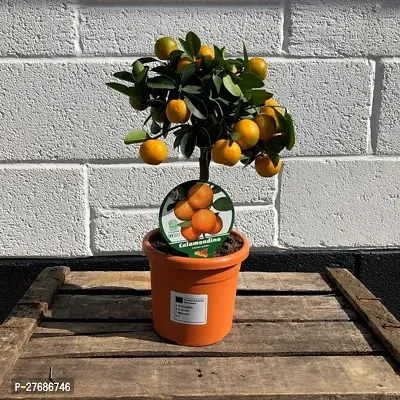 Zomoloco Live Orange Rare Mandarin Sweet Dwarf Ora